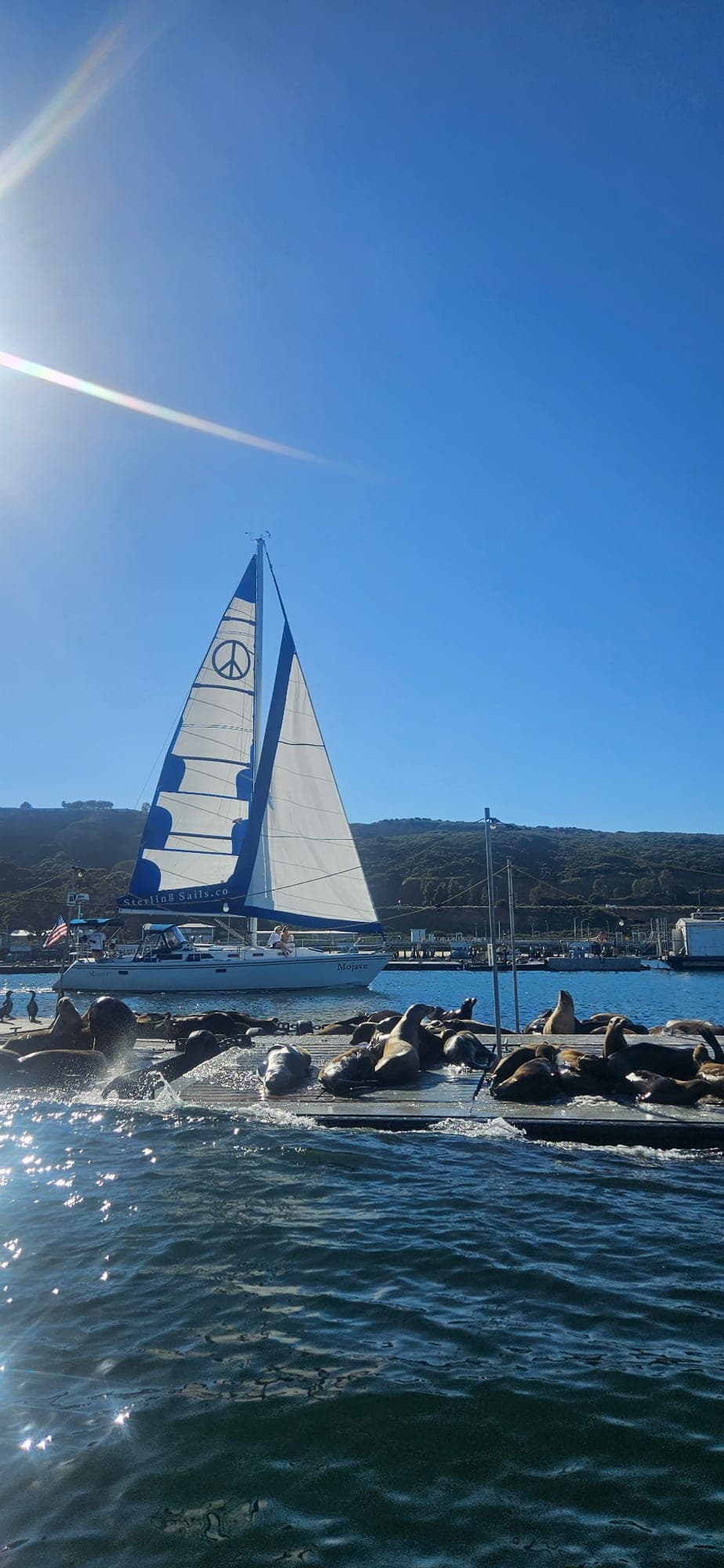 The Mojave sailing past a jetty crowded with barking sea lions off Point Loma