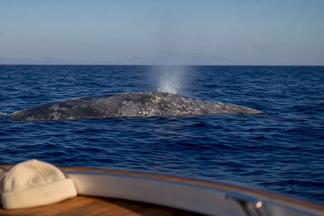 Gray whale surfacing off San Diego coast