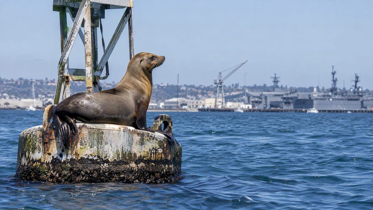 Sea lion resting on a San Diego channel marker